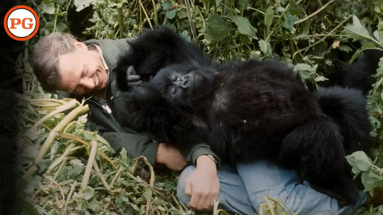 A Gorilla Story by David Attenborough Parents Guide Age Rating