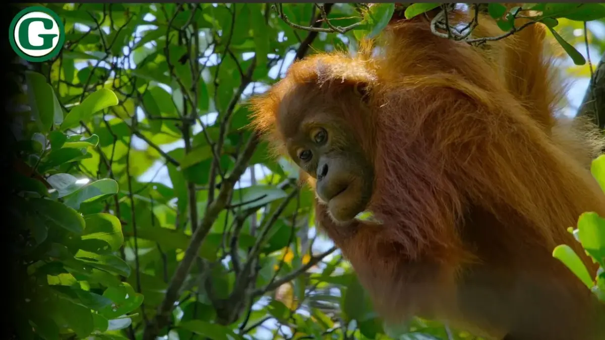 Orangutan Parents Guide (2026) – Is This Disneynature Film Safe for Kids?