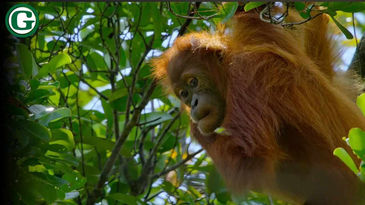 Orangutan 2026 Age Rating Parents Guide